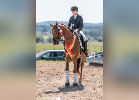 Warmblood austríaco, Caballo castrado, 3 años, 166 cm, Alazán