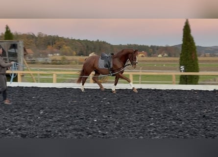 Warmblood austríaco, Caballo castrado, 3 años, 173 cm, Alazán