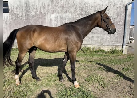 Warmblood austríaco, Caballo castrado, 3 años, 178 cm, Castaño oscuro