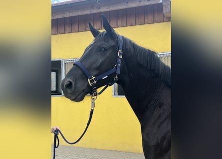 Warmblood austríaco, Caballo castrado, 4 años, 167 cm, Negro
