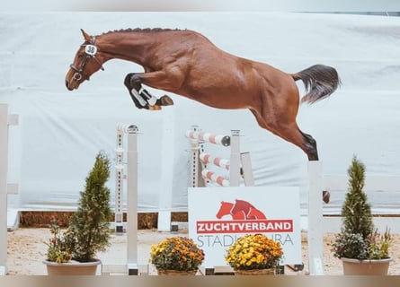 Warmblood austríaco, Caballo castrado, 4 años, 170 cm, Alazán