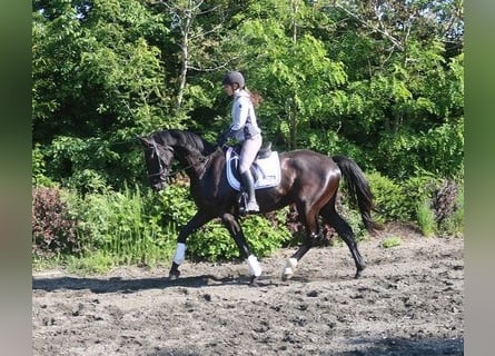 Warmblood austríaco, Caballo castrado, 4 años, 170 cm, Negro