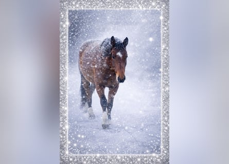 Warmblood austríaco, Caballo castrado, 4 años, 172 cm, Castaño
