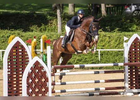 Warmblood austríaco, Caballo castrado, 5 años, 180 cm, Alazán