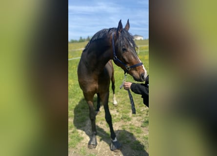 Warmblood austríaco, Caballo castrado, 5 años, Castaño oscuro