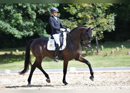 Warmblood austríaco, Caballo castrado, 6 años, 169 cm, Negro