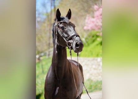 Warmblood austríaco, Caballo castrado, 6 años, 170 cm, Negro