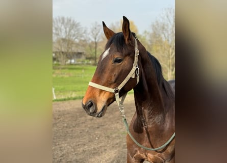 Warmblood austríaco, Caballo castrado, 6 años, 174 cm, Castaño