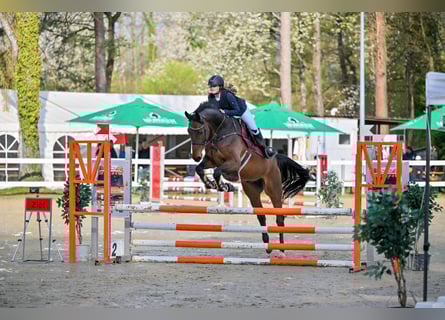 Warmblood austríaco, Caballo castrado, 6 años, 176 cm, Castaño