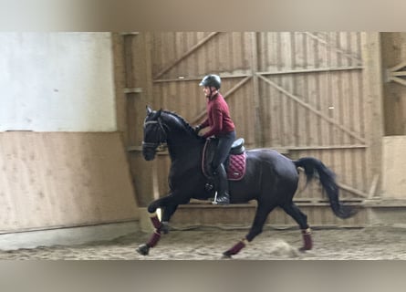 Warmblood austríaco, Caballo castrado, 6 años, Negro