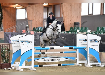 Warmblood austríaco, Caballo castrado, 7 años, 168 cm, Tordillo negro