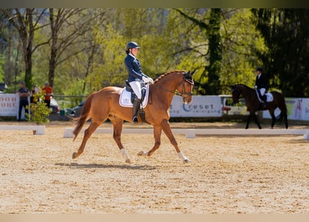 Warmblood austríaco, Caballo castrado, 7 años, 174 cm, Alazán-tostado