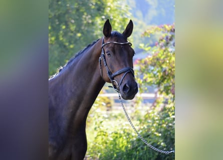 Warmblood austríaco, Caballo castrado, 8 años, 168 cm, Castaño