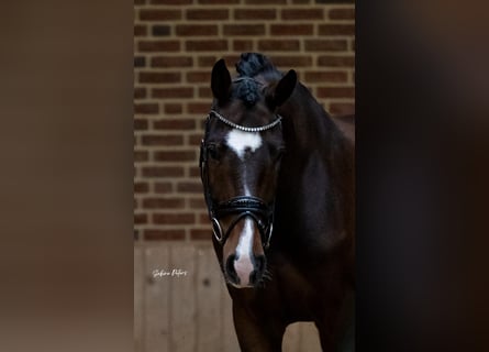 Warmblood austríaco, Caballo castrado, 8 años, 169 cm, Castaño