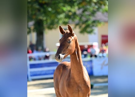 Warmblood austríaco, Semental, 1 año, 170 cm, Alazán