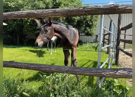 Warmblood austríaco, Semental, 1 año, Tordo