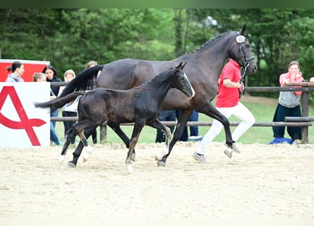Warmblood austríaco, Semental, Potro (05/2026), 168 cm, Negro