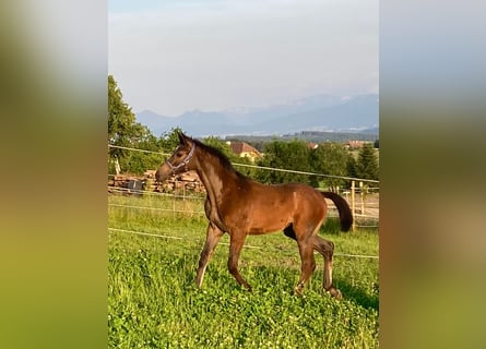 Warmblood austríaco, Semental, Potro (03/2024), 168 cm, Tordo rodado