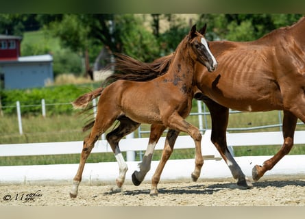 Warmblood austríaco, Semental, Potro (04/2025), 170 cm, Alazán