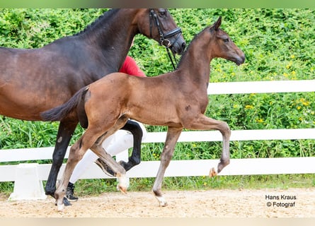 Warmblood austríaco, Semental, Potro (01/2024)