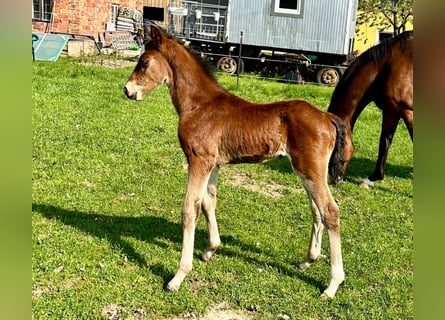 Warmblood austríaco, Semental, Potro (06/2024), Castaño