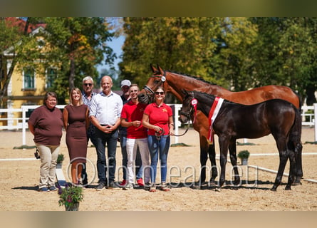 Warmblood austríaco, Semental, Potro (04/2026), Morcillo
