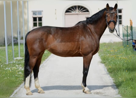 Warmblood austríaco, Yegua, 10 años, 166 cm, Castaño