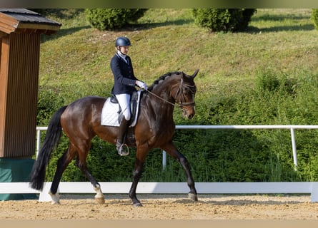 Warmblood austríaco, Yegua, 10 años, 172 cm, Castaño