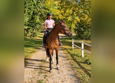 Warmblood austríaco, Yegua, 10 años, 173 cm, Castaño
