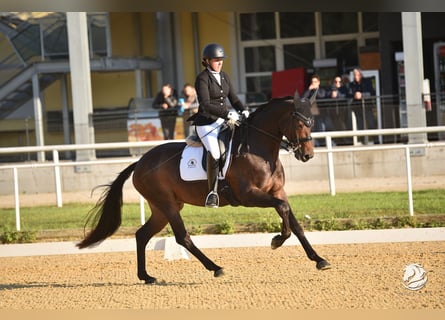 Warmblood austríaco, Yegua, 10 años, Morcillo