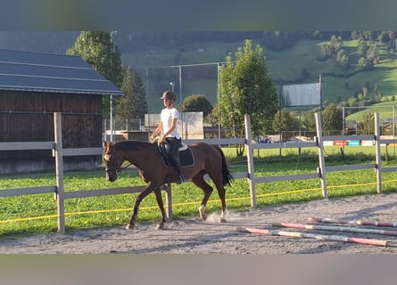 Warmblood austríaco, Yegua, 17 años, 165 cm, Alazán-tostado