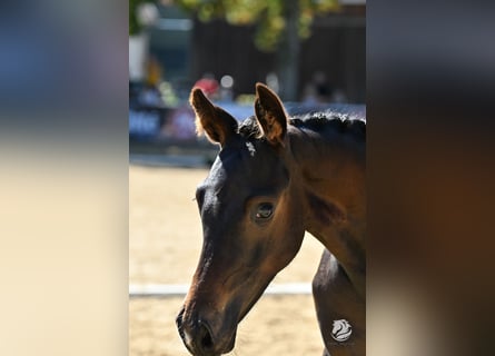 Warmblood austríaco, Yegua, 1 año, 170 cm, Castaño oscuro