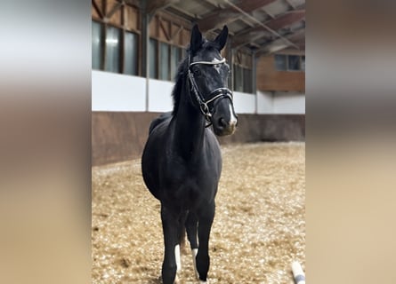 Warmblood austríaco, Yegua, 2 años, 165 cm, Negro