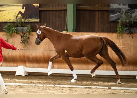 Warmblood austríaco, Yegua, 2 años, 170 cm, Alazán