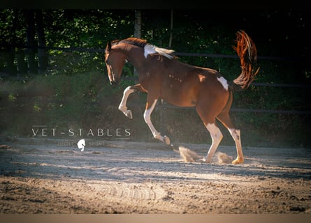 Warmblood austríaco, Yegua, 3 años, 160 cm, Pío