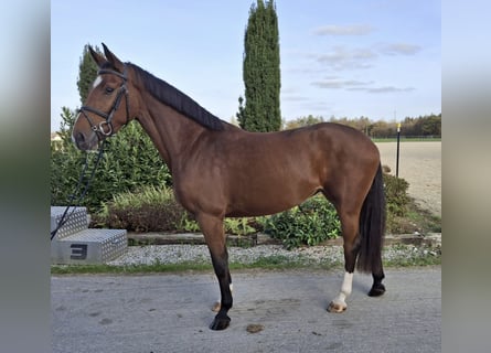 Warmblood austríaco, Yegua, 3 años, 165 cm, Castaño