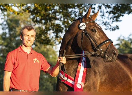 Warmblood austríaco, Yegua, 3 años, 167 cm, Castaño