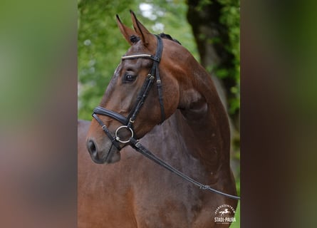 Warmblood austríaco, Yegua, 3 años, 167 cm, Castaño