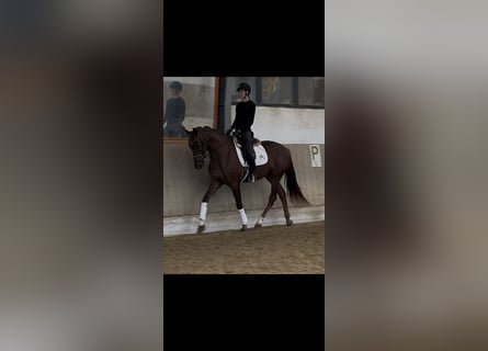 Warmblood austríaco, Yegua, 3 años, 171 cm, Alazán-tostado