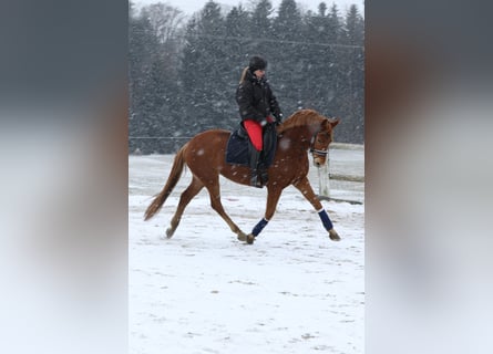 Warmblood austríaco, Yegua, 4 años, 162 cm, Alazán