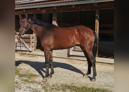 Warmblood austríaco, Yegua, 4 años, 162 cm, Castaño