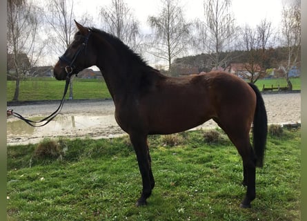 Warmblood austríaco, Yegua, 4 años, 163 cm, Castaño oscuro