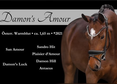 Warmblood austríaco, Yegua, 4 años, 165 cm, Castaño