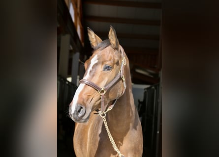 Warmblood austríaco, Yegua, 4 años, 168 cm