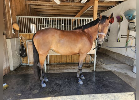 Warmblood austríaco, Yegua, 4 años, 170 cm, Castaño