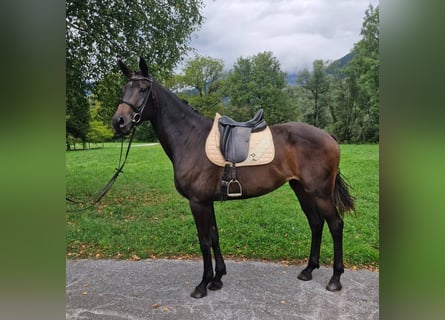 Warmblood austríaco, Yegua, 4 años, 170 cm, Castaño oscuro