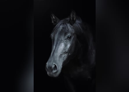 Warmblood austríaco, Yegua, 4 años, 170 cm, Negro