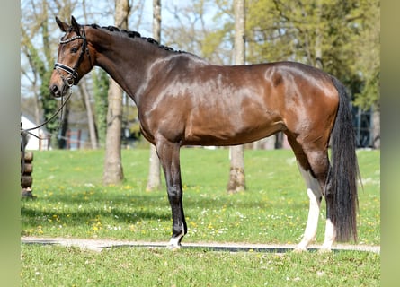 Warmblood austríaco, Yegua, 4 años, 172 cm, Castaño