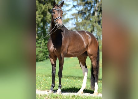 Warmblood austríaco, Yegua, 4 años, 172 cm, Castaño oscuro