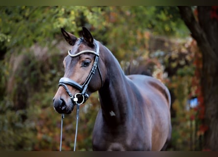 Warmblood austríaco, Yegua, 5 años, 160 cm, Castaño oscuro